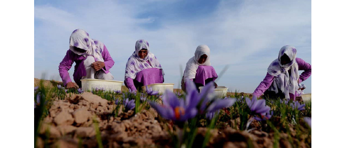الزعفران.. الذهب الأحمر