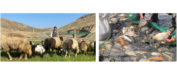 التربيـــة المكثّفـــة وسبـــل الارتقــــاء بالثروة الحيوانية