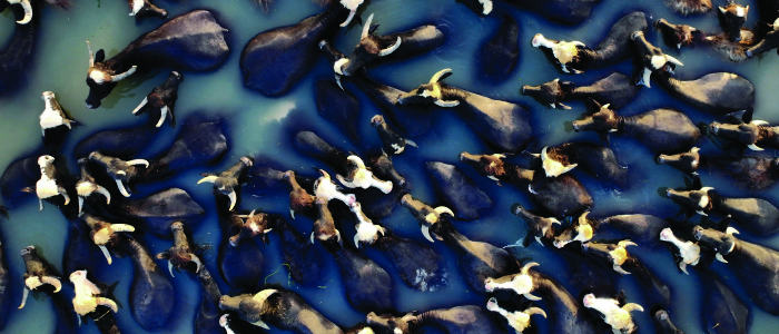 الفرات يحتضن (الكائنات الأسطورية)!