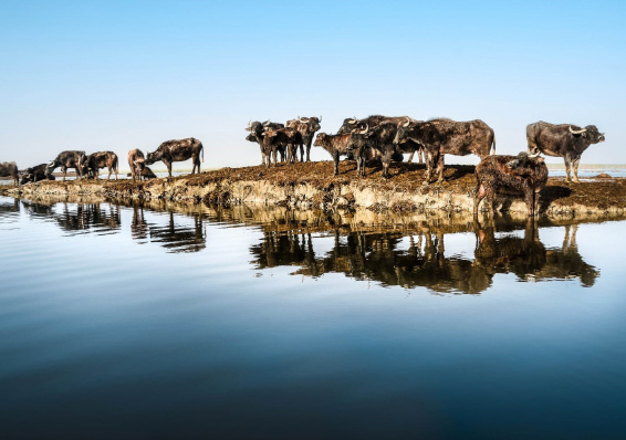 تل حفيظ بين الحقيقة والأسطورة