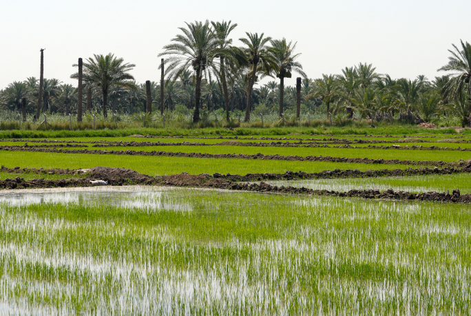 "تمن " العنبر.. طرق ري حديثة وبذور مقاومة للحر