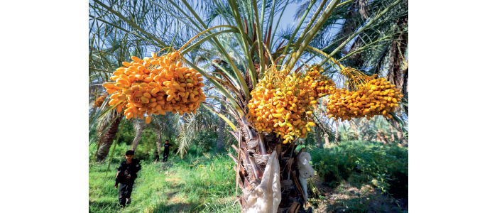 "السوسة الحمراء" كيف أصابت عمتنا النخلة ؟