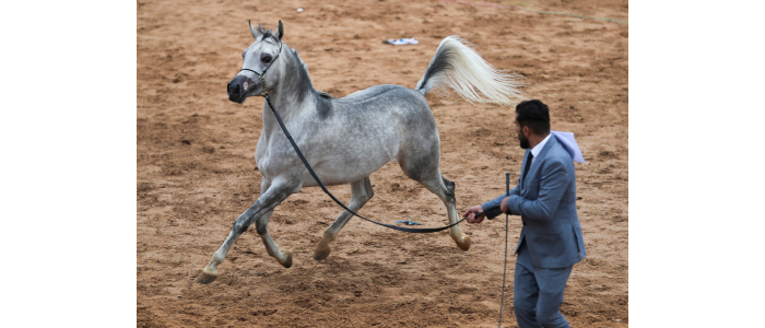 بعد توقف أربعين عامًا.. بغداد تحتضن مهرجان سومر للخيول العربية الأصيلة