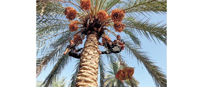 موطــــن النخيل الذي يبحث عن أســـواق عالمية التمور العراقية.. ذهب يُصدَّر خامًا ويعود بريقًا