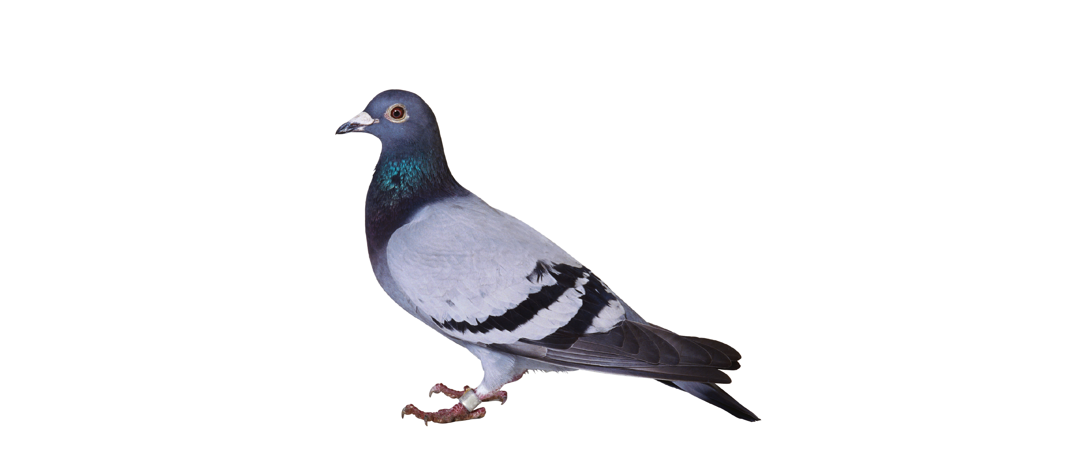 الحمام الزاجل.. ساعي بريد بملايين الدولارات!