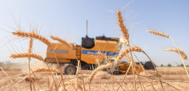 موائد العراقيين في مأمن.. الأمن الغذائي بخير