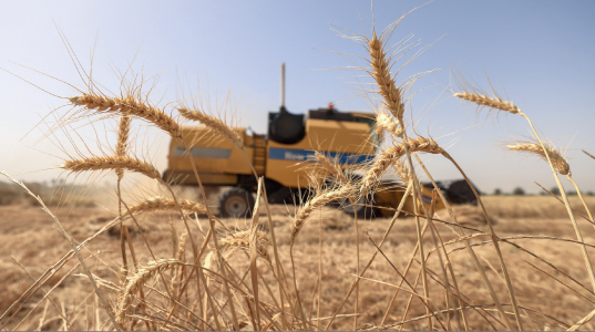 سنوات من الجفاف والمنافسة غير المتكافئة.. القطاع الزراعي يستعيد عافيته