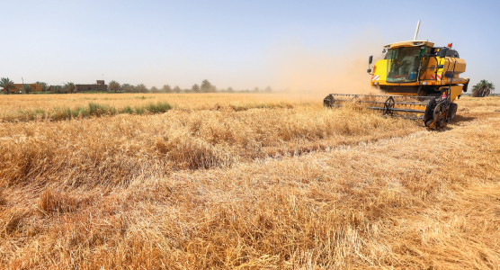 الزراعة تستفيق من سباتها العراق يزرع الأمل.. ويحصد الاكتفاء