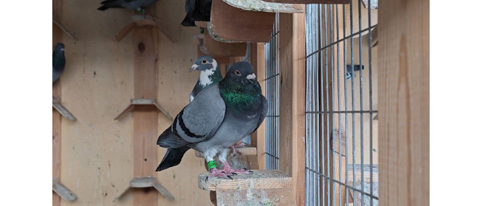 بساتين ومزارع تنتج أنواعًا جديدة من الحمام (المطيرجية).. مجتمع خاص وأنظمة صارمة