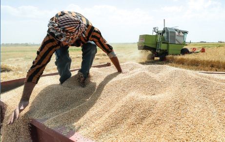 الاكتفاء بالحنطة لثلاثة مواسم.. الزراعة تعلن توزيع 13 ألف منظومة ري حديثة