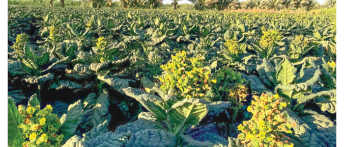 حين تمتزج الأرض بالتقاليد.. قصة (تنباك الجدول الغربي) الذي يغزو المقاهي