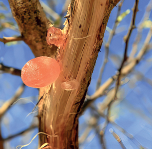 الأكاسيا العربيَّة الصمغ العربي في قلبِ الصحراء العراقيَّة
